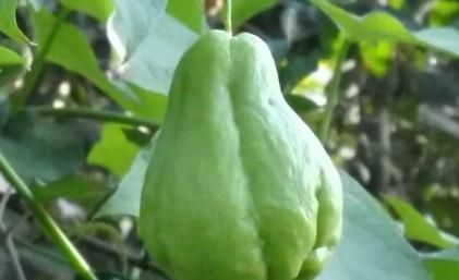吃瓜会眼浑浊
